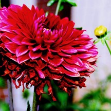 gerberaflower.jpg