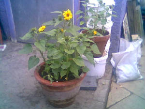 sunflowers.jpg