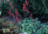 coralbells.jpg
