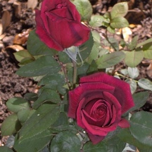winerose.jpg